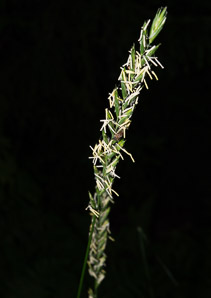 Elymus repens (couch grass, quackgrass)