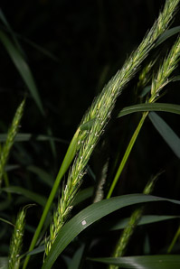 Elymus virginicus (Virginia wildrye)