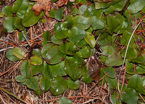Epigaea repens (trailing arbutus)