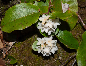 Epigaea repens (trailing arbutus)