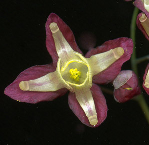 Epimedium × (bishop’s caps, red epimedium, red barrenwort)