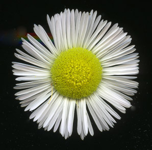 Erigeron annuus (daisy fleabane, rough fleabane, eastern daisy fleabane)