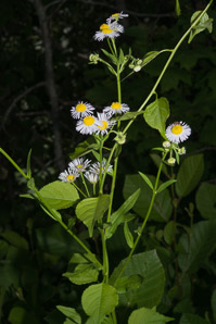 Erigeron annuus (daisy fleabane, rough fleabane, eastern daisy fleabane)