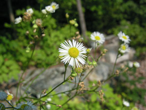 Erigeron annuus (daisy fleabane, rough fleabane, eastern daisy fleabane)