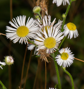 Erigeron annuus (daisy fleabane, rough fleabane, eastern daisy fleabane)