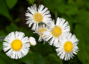 Erigeron philadelphicus (common fleabane, Philadelphia fleabane)