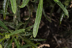 Eriodictyon californicum (yerba santa, mountain balm, bear’s weed, gum bush, gum plant, consumptive weed, California yerba santa)