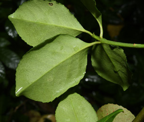 Euonymus fortunei (common wintercreeper, climbing euonymous, Fortune’s spindle, wintercreeper, climbing euonymus, winter creeper)