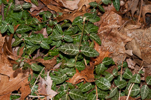 Euonymus fortunei (common wintercreeper, climbing euonymous, Fortune’s spindle, wintercreeper, climbing euonymus, winter creeper)