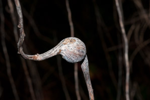 Eurosta solidaginis (goldenrod gall fly)