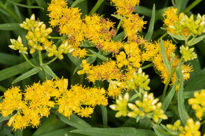 Euthamia graminifolia (flat-top goldentop, lance-leaved goldenrod, grass-leaved goldenrod, flat-topped goldentop)