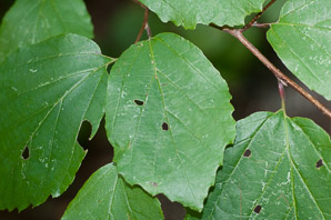 Fothergilla major (large fothergilla, mountain witchalder)