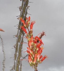 Fouquieria splendens (ocotillo, coachwhip, Jacob’s staff, vine cactus)