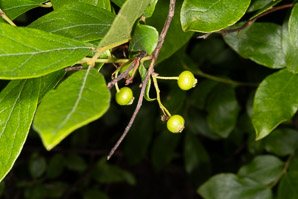 Gaylussacia baccata (black huckleberry, common huckleberry)