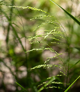 Glyceria striata (fowl manna grass, fowl mannagrass)