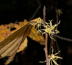 Hamamelis virginiana (witch-hazel, American witchhazel, winterbloom, witch hazel)