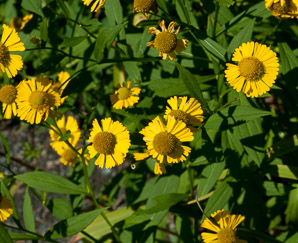 Helenium autumnale (common sneezeweed)