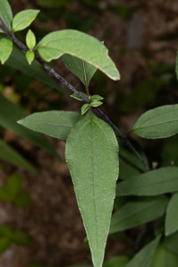 Helianthus divaricatus (woodland sunflower)