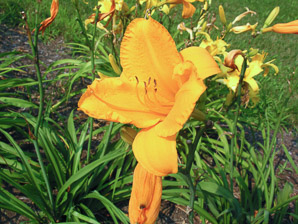 Hemerocallis L. (daylily)