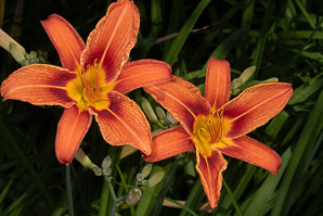 Hemerocallis fulva (common daylily, orange daylily, tawny daylily, tiger daylily, ditch lily, tiger daylil)