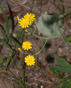 Hieracium caespitosum (field hawkweed, yellow hawkweed, meadow hawkweed, king devil, yellow paintbrush, devil’s paintbrush, yellow devil, yellow fox-and-cubs, yellow king-devil)