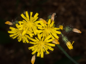 Hieracium caespitosum (field hawkweed, yellow hawkweed, meadow hawkweed, king devil, yellow paintbrush, devil’s paintbrush, yellow devil, yellow fox-and-cubs, yellow king-devil)