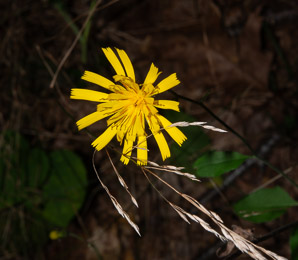 Hieracium L. (hawkweed)