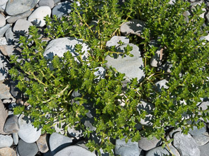Honckenya peploides (seabeach sandwort, seaside sandplant)