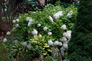 Hydrangea L. (hydrangea)