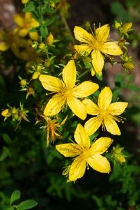Hypericum perforatum (St. John’s wort, common St. John’s wort, common St. Johnswort)