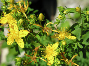 Hypericum perforatum (St. John’s wort, common St. John’s wort, common St. Johnswort)