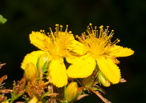 Hypericum perforatum (St. John’s wort, common St. John’s wort, common St. Johnswort)
