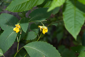 Impatiens pallida (yellow jewelweed, pale touch-me-not)