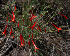 Ipomopsis aggregata (scarlet gilia, scarlet trumpet, skyrocket)