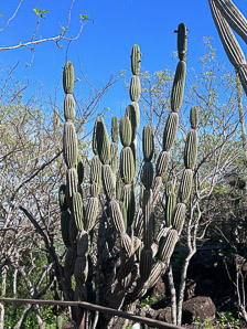 Jasminocereus thouarsii (candelabra cactus)