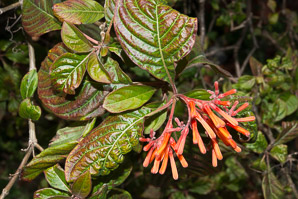 Justicia spicigera (Mexican honeysuckle, mohintli, firecracker bush, orange plume flower)