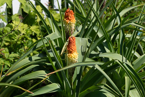 Kniphofia uvaria (red hot poker, torch lily, redhot poker)
