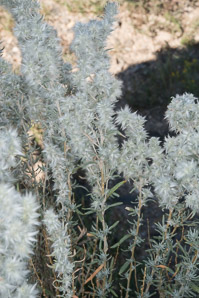 Krascheninnikovia lanata (winter fat, white sage, winter-sage, feather-sage, sweet sage, lambstail, winterfat)