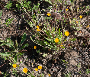 Krigia virginica (dwarf dandelion, Virginia dwarfdandelion)