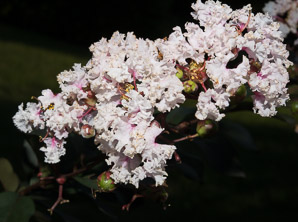 Lagerstroemia indica (crape myrtle, crapemyrtle)