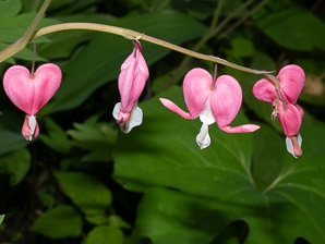Lamprocapnos spectabilis (bleeding hearts, lyre flower, lady-in-a-bath, bleeding heart)