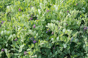 Lathyrus japonicus (beach pea, sea pea, circumpolar pea, sea vetchling)
