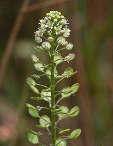 Lepidium virginicum (peppergrass, Virginia pepperweed)