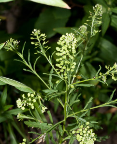 Lepidium virginicum (peppergrass, Virginia pepperweed)