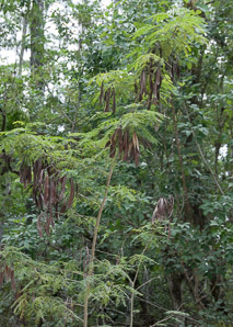 Leucaena leucocephala (white leadtree, jumbie bean, jumbay, river tamarind, pearl wattle, ipil-ipil, tan-tan, white popinac, coffee bush, cow tamarind, miusina)
