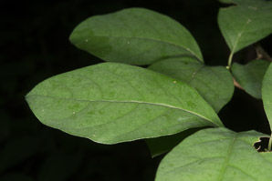 Lindera benzoin (spicebush, northern spicebush)