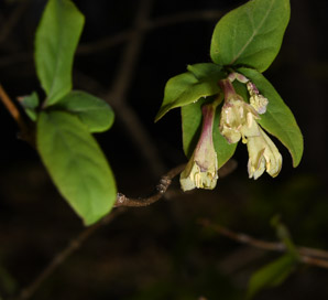 Lonicera canadensis (American fly honeysuckle, Canadian fly honeysuckle)
