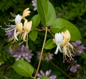 Lonicera L. (honeysuckle)
