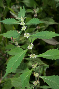 Lycopus americanus (American water-horehound, American water horehound)