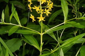 Lysimachia terrestris (swamp candles, bog loosestrife, lake loosestrife, earth loosestrife, bulbil loosestrife)